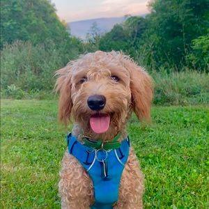 Meet your Posher, Kelly